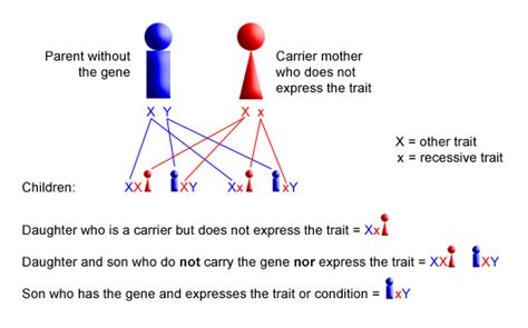 Redgreen color blindness is a sexlinked recessive trait in humans。